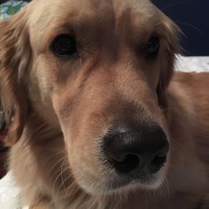 Meet your Posher, Molly